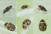 Sciocoris maculatus